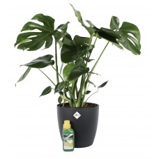 Monstera Deliciosa Struik met Elho sierpot en Pokon