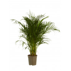 Goudpalm