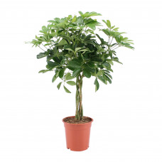 Schefflera Arboricola Nora