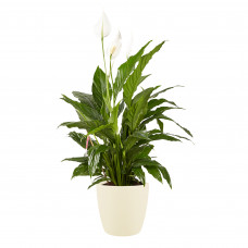 Lepelplant Spathiphyllum Elho Brussels Round Soap