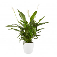 Lepelplant Spathiphyllum Vivaldi Elho Brussels Round White