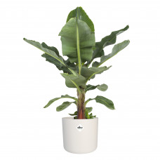 Musa in ® ELHO b.for soft sierpot