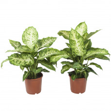 Dieffenbachia Mars