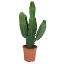 Euphorbia cactus