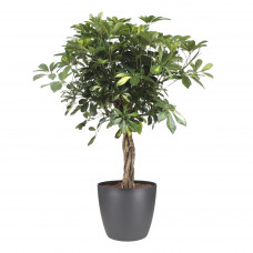 Schefflera Arboricola gold capella met Elho Brussels Round pot Antracite