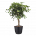 Schefflera Arboricola gold capella met Elho Brussels Round pot Black