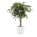 Schefflera Arboricola gold capella met Elho Brussels Round pot White