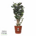 Polyscias Fabian in Elho® Greenville pot