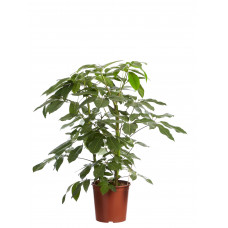 Schefflera Amate, Vingersboom