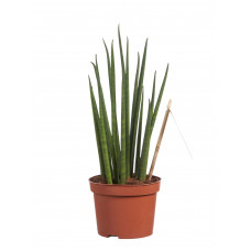 Sanseveria