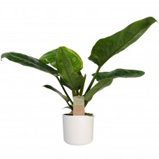 Decorum Philodendron Imperial Green Feel Green met Elho B.for soft white