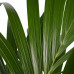 Decorum Kentia Palm