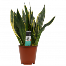 Decorum Sansevieria Superba 