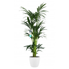 Decorum XL Kentia Palm in ELHO Brussels pot (wit)