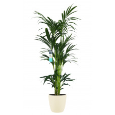 Decorum XL Kentia Palm in ELHO Brussels pot (soap)