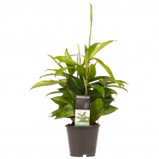 Decorum Dracaena Surculosa