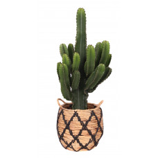 Euphorbia in Soembawa mand (zwart accent)