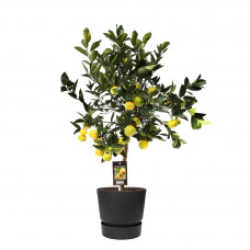 Citrus Pursha in ELHO outdoor sierpot Greenville Rond (zwart)