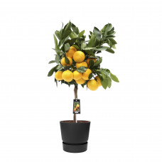 Citrus Satsuma in ELHO outdoor sierpot Greenville Rond (zwart)