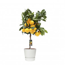 Citrus Satsuma in ELHO outdoor sierpot Greenville Rond (wit)