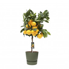 Citrus Satsuma in ELHO outdoor sierpot Greenville Rond (groen)