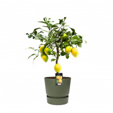 Citrus Meyer in ELHO outdoor sierpot Greenville Rond (groen)