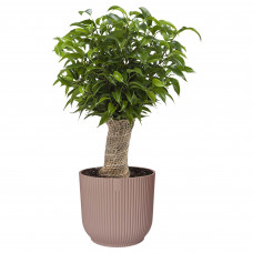 Ficus ‘Natasja’ in ELHO Vibes Fold sierpot (delicaat roze)