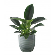 Philodendron Green Princess in Bergamo keramiek (mint)