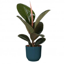 Ficus Robusta in ELHO Vibes Fold sierpot (diepblauw)