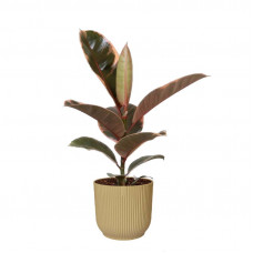 FIcus Belize in ELHO Vibes Fold sierpot (botergeel)