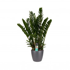 Decorum Zamioculcas in Elho Brussels Round sierpot (antraciet)