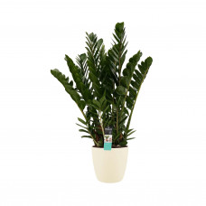 Decorum Zamioculcas in Elho Brussels Round sierpot (soap)