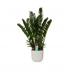 Decorum Zamioculcas in Elho Vibes Fold Rond sierpot (zijdewit)