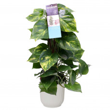 Decorum Scindapsus Mosstok 50 cm in ELHO Vibes Fold Rond (zijdewit)