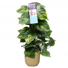 Decorum Scindapsus Mosstok 50 cm in ELHO Vibes Fold Rond (botergeel)