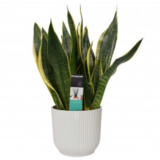 Decorum Sansevieria Superba in ELHO Vibes Fold sierpot (zijdewit)