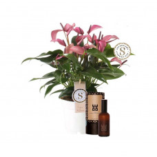 Set Anthurium Zizou en interieur parfum (World of Opportunities)