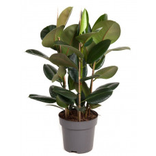 Ficus Robusta 3pp