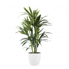 Kentia Palm in ELHO sierpot (Brussels Round wit)