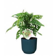 Monstera Obliqua ‘Monkey Leaf’  in ELHO Vibes Fold Rond (diepblauw)