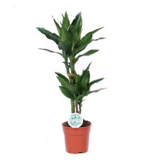 Dracaena Janet Lind