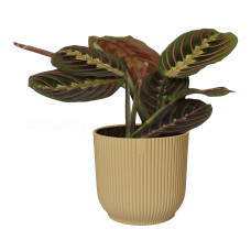 Maranta leuconeura  Tricolor  in ELHO sierpot Vibes Fold (botergeel)